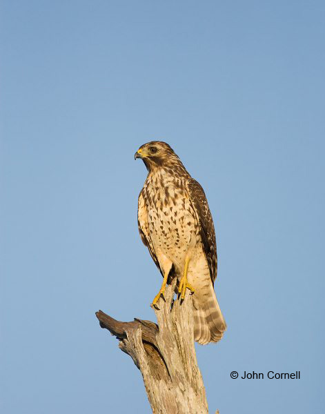 Coopers Hawk;Hawk;Acipiter cooperii;Cooper's Hawk;Birds of Prey;Curved Beak;Hunter;Hunters;Predator;Predatory;Talon;Talons;Raptor;Raptors;one animal;close-up;color image;photography;day;outdoors. Wildlife;birds;animals in the wild;avifauna;feathered;feathers;wilderness;perch;perching;watch;watchful